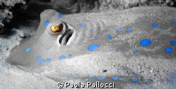 bluespotted stingray by Paola Pallocci 